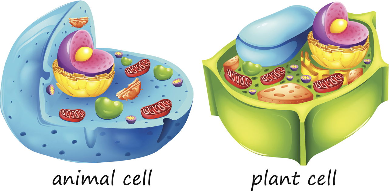 Plant Animal Cell Diagram