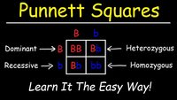 punnett squares - Grade 11 - Quizizz