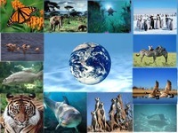 biodiversidad y conservación - Grado 9 - Quizizz