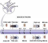 Liên từ kết hợp - Lớp 12 - Quizizz