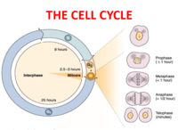 the cell cycle and mitosis - Class 11 - Quizizz