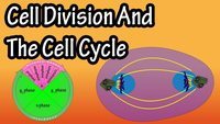 cell division - Grade 10 - Quizizz