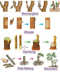 biologi tanaman - Kelas 3 - Kuis