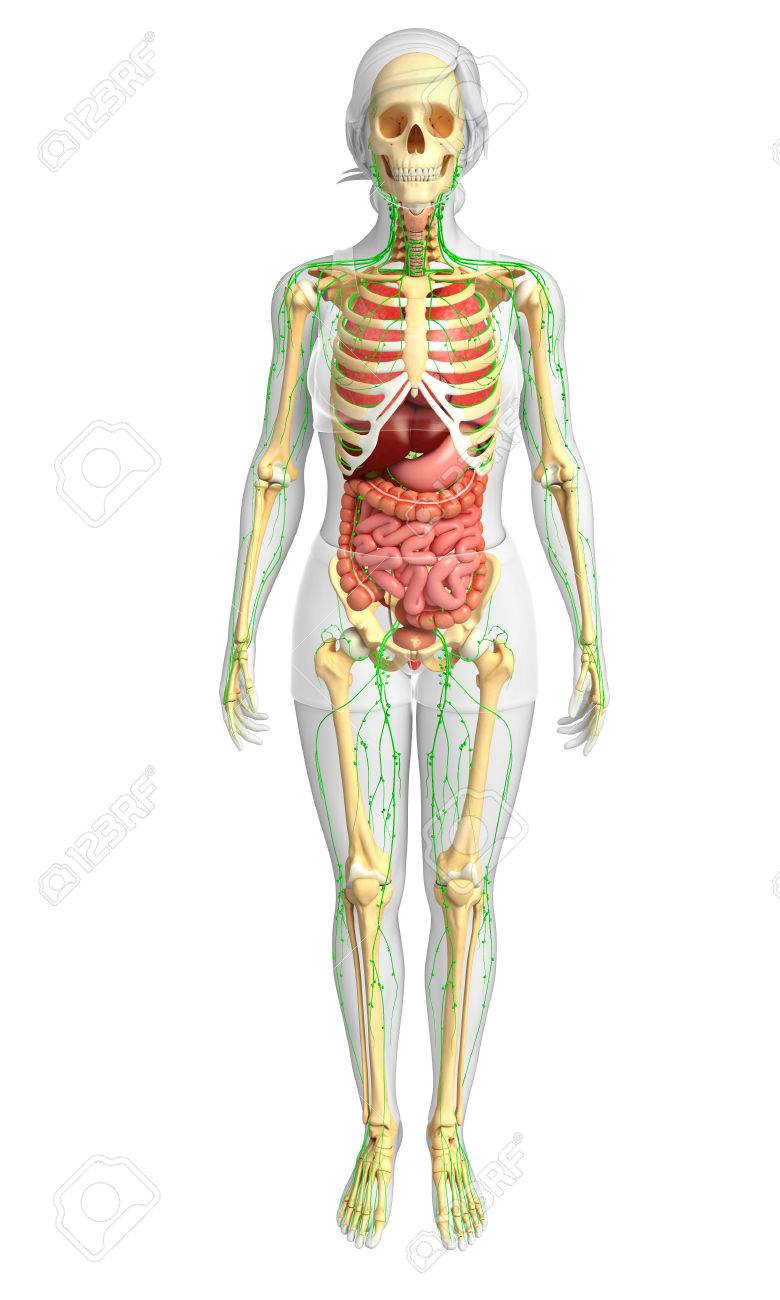 the digestive and excretory systems - Class 3 - Quizizz