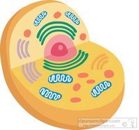 plant cell diagram - Year 11 - Quizizz