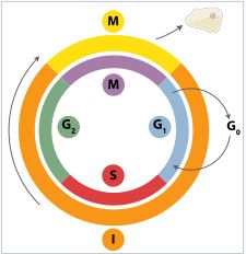 El ciclo celular y la mitosis. - Grado 1 - Quizizz