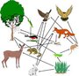 Food Web