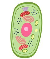 the cell membrane - Grade 5 - Quizizz