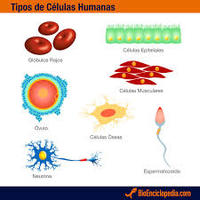 biología vegetal - Grado 6 - Quizizz