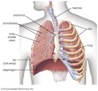 the circulatory and respiratory systems - Class 3 - Quizizz