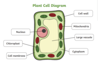 plant and animal cell - Year 8 - Quizizz