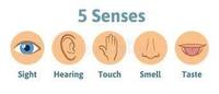 The 5 Senses Flashcards - Quizizz