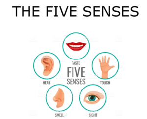 The 5 Senses English Quiz Quizizz