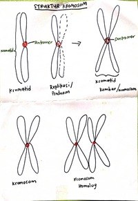 variasi genetik - Kelas 3 - Kuis