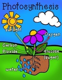 photosynthesis - Grade 2 - Quizizz