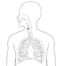 the circulatory and respiratory systems - Grade 11 - Quizizz