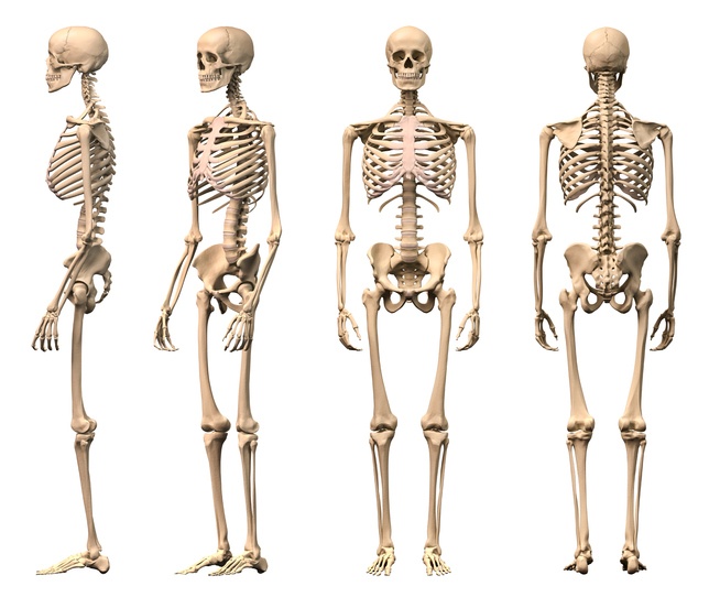 HPE Lesson 1: Skeletal System | Quizizz