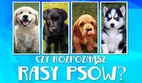 rasy psów