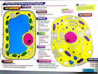 Sel Sebagai Unit Asas Hidupan Science Quizizz