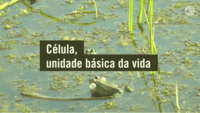 célula vegetal e animal - Série 9 - Questionário