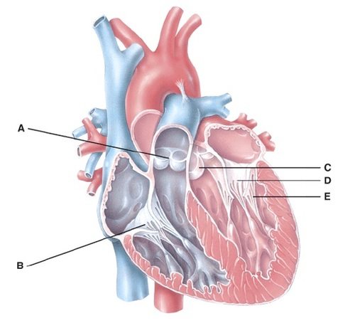 Structures Of The Heart | 1.8K Plays | Quizizz