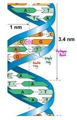 sintesis RNA dan protein - Kelas 7 - Kuis