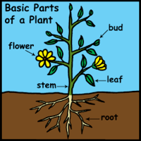 plant parts and their functions - Grade 7 - Quizizz