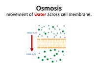 osmosis and tonicity - Grade 7 - Quizizz