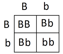 Intro to Genetics--Monohybrids