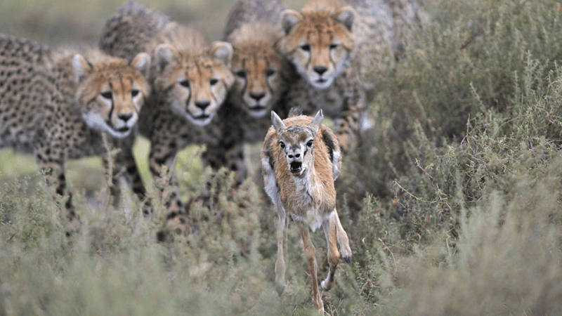 Competition in Ecosystems and food webs