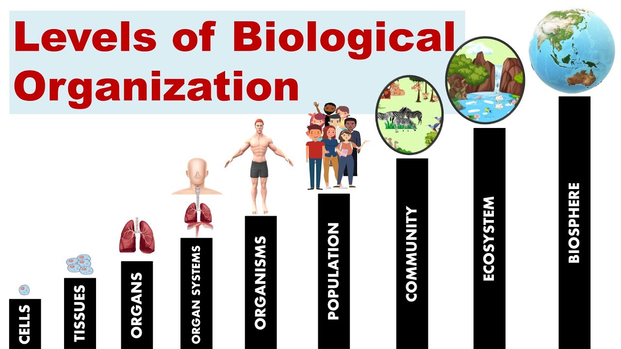 Levels Of Biological Organization Science Quizizz 5428