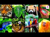 Plants, Animals, and the Earth Flashcards - Quizizz