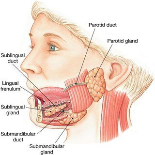 Action of Salivary Amylase on Starch