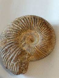 fossils - Grade 12 - Quizizz
