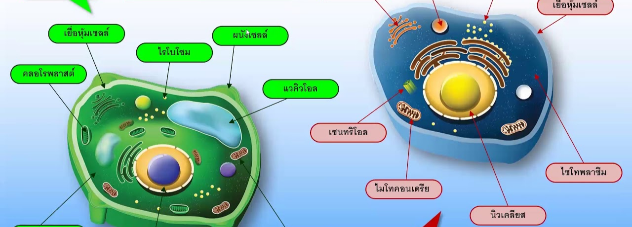 พืช สัตว์ และโลก Flashcards - แบบทดสอบ