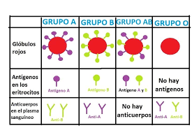 Quiz conhecimentos gerais - tipo sanguíneo. #tiposanguineo #quiz