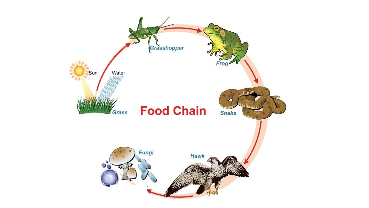 Ch. 6 Ecology | Ecology Quiz - Quizizz