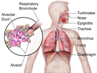 the nervous and endocrine systems - Grade 5 - Quizizz