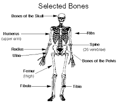 Human Skeletal System Science Year 5 | Science - Quizizz