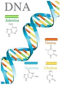 estrutura e replicação do DNA - Série 10 - Questionário