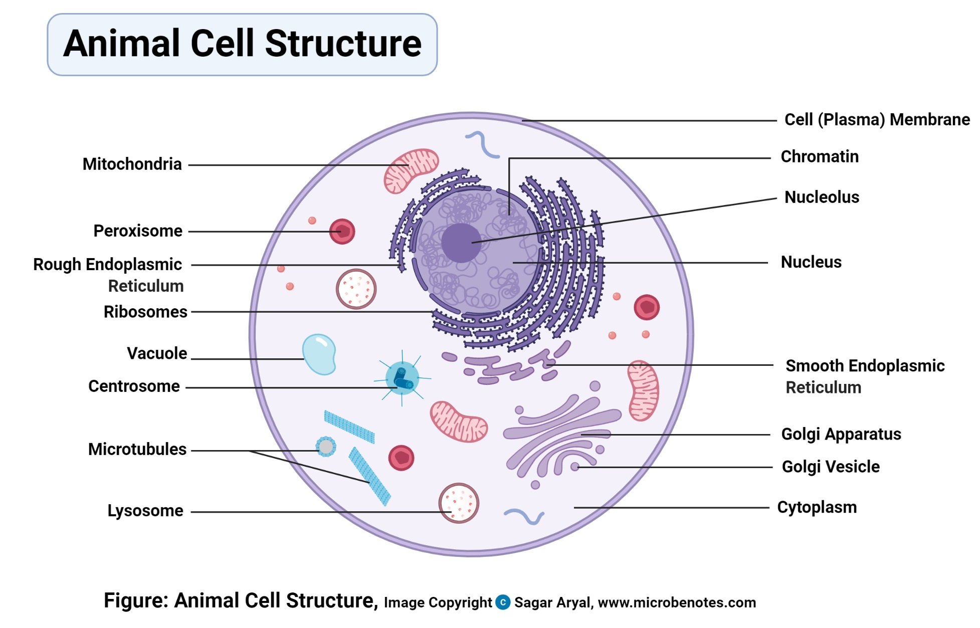 Cells