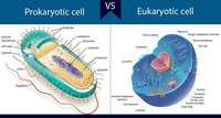 prokariota dan eukariota - Kelas 7 - Kuis