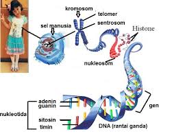 Substansi Genetik Freetest Biology Quiz Quizizz