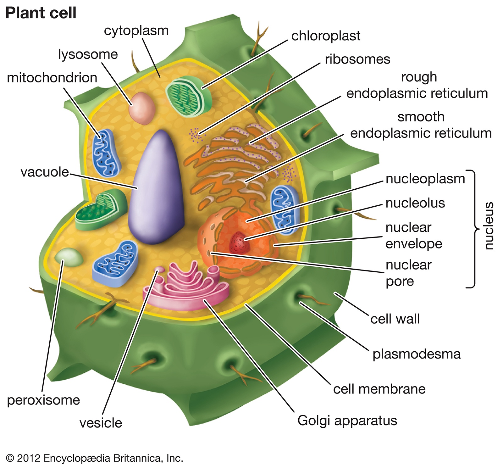 Cellular Structures | Biology Quiz - Quizizz