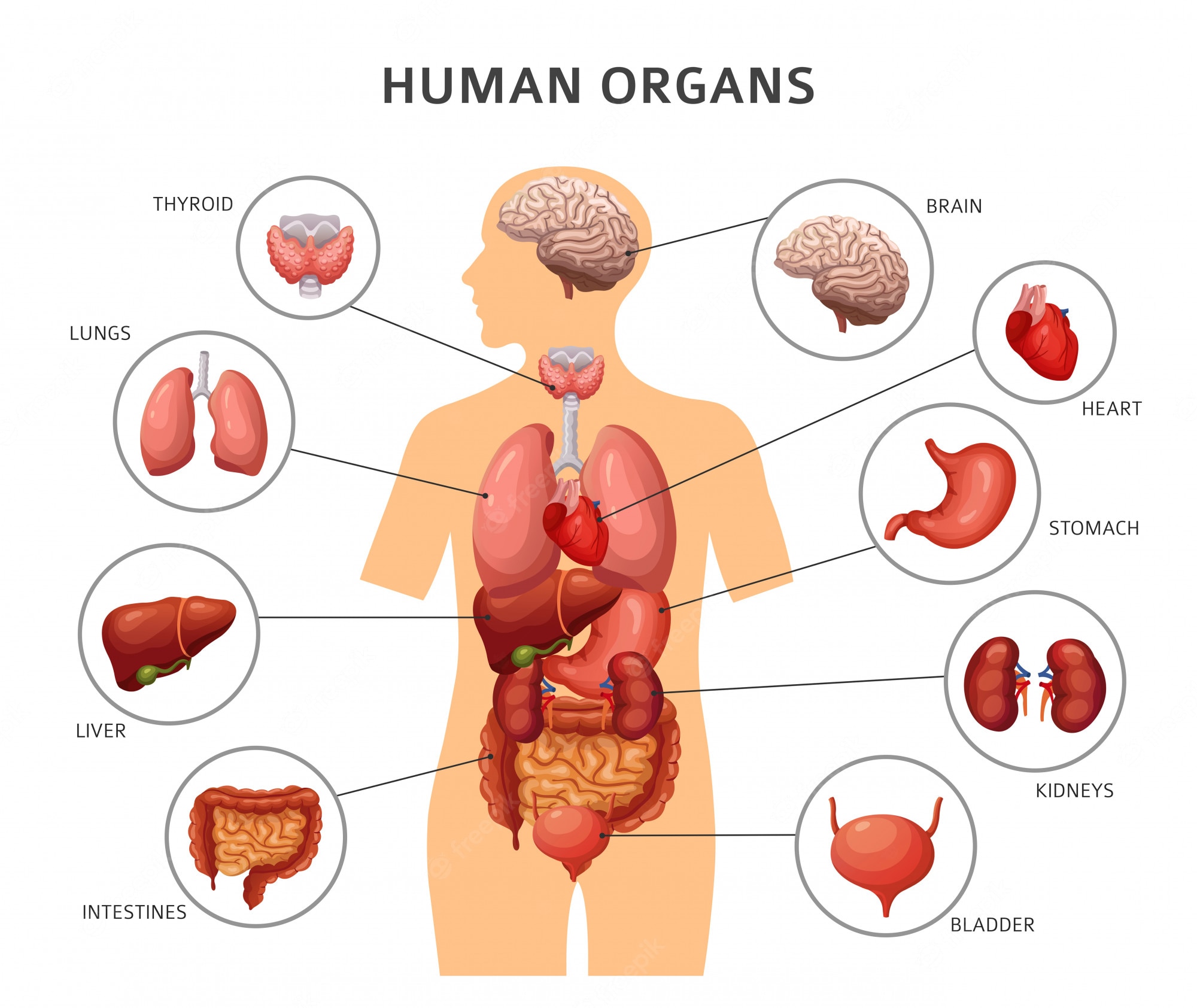 human biology - Year 3 - Quizizz
