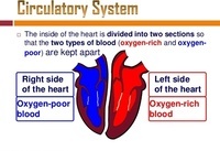 the circulatory and respiratory systems - Year 10 - Quizizz