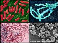 bakteri dan archaea - Kelas 1 - Kuis