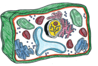 plant cell diagram - Class 6 - Quizizz