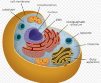 structure of a cell - Year 9 - Quizizz