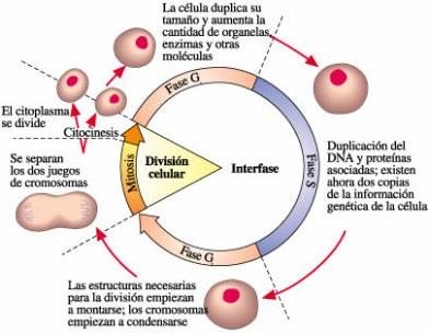 El ciclo celular y la mitosis. - Grado 12 - Quizizz